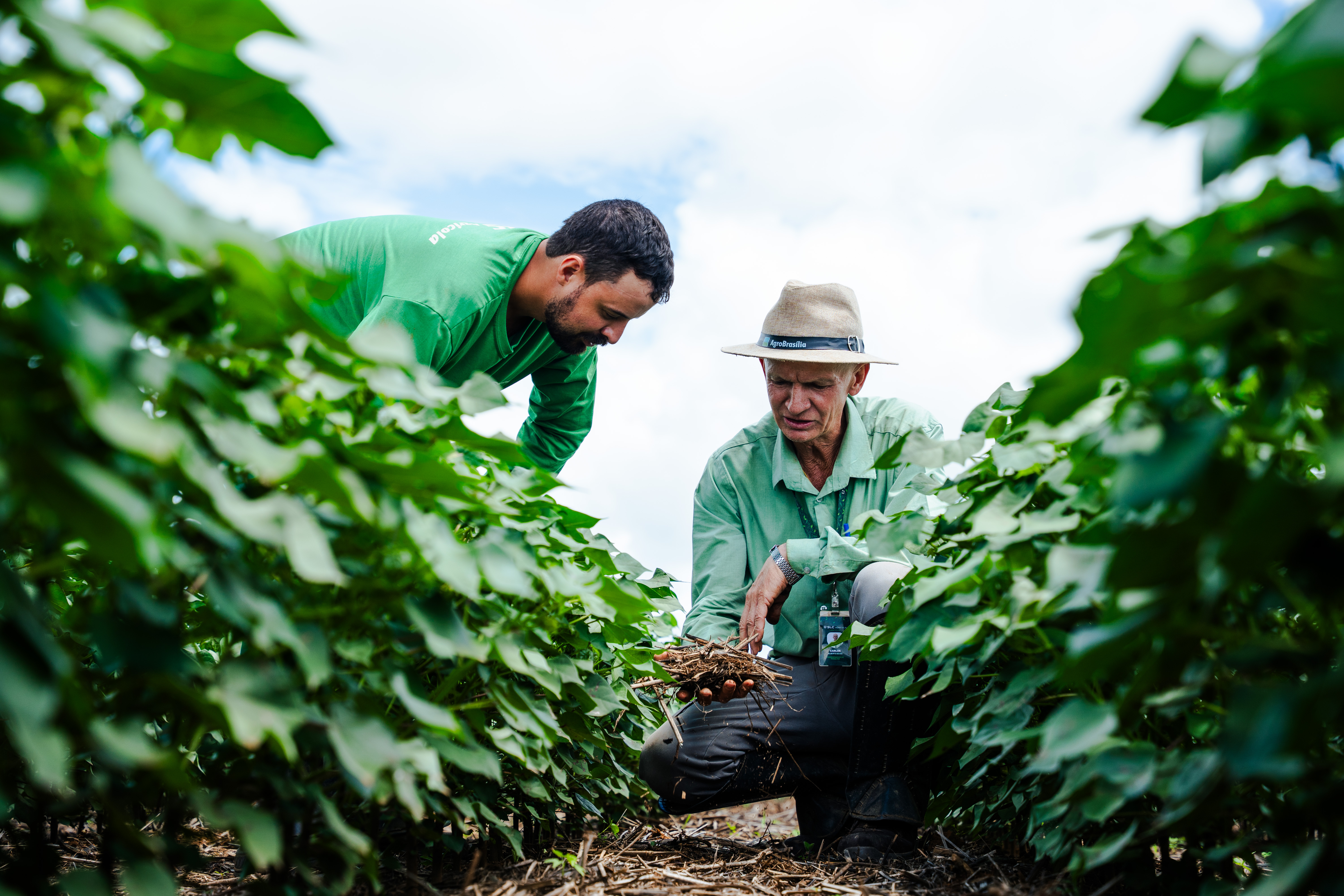 SLC Agrícola amplia em 79% área certificada em agricultura regenerativa