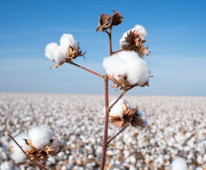Plantio de algodão da safra 2021/22 atinge 35% da área estimada