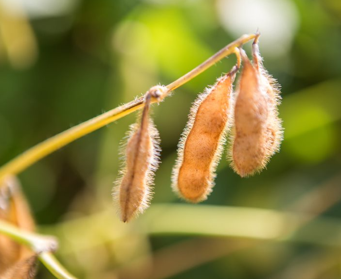 Agroconsult apresenta novo corte na estimativa de produção de soja