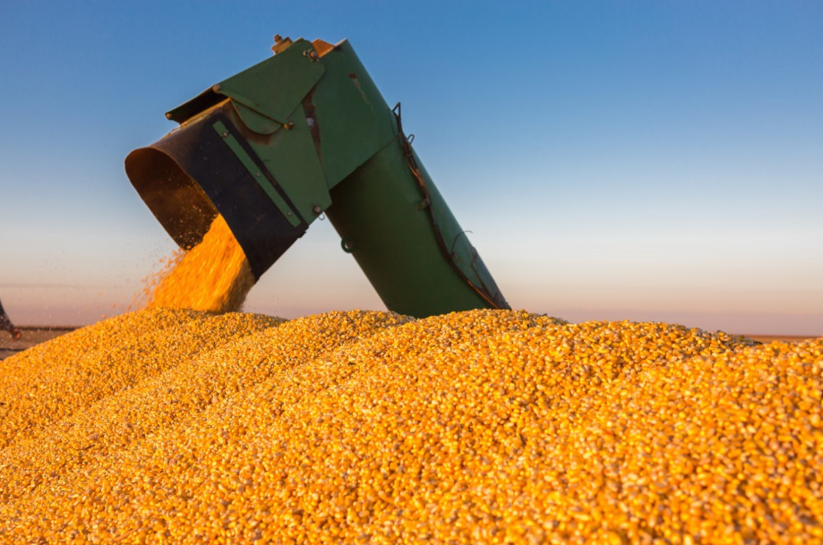 Mato Grosso lidera colheita acelerada da safrinha do milho