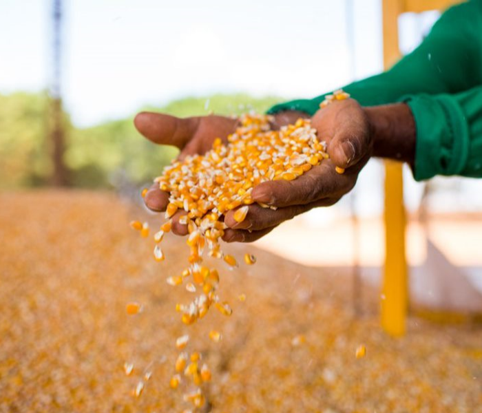 Exportação de milho brasileiro deverá somar 20,7 milhões de toneladas em 2021