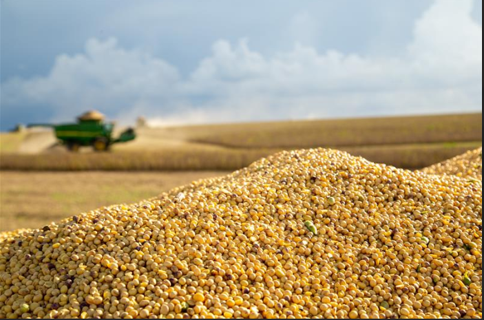 China libera protocolos para importar milho e farelo de soja do Brasil 